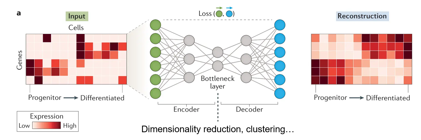 Image source - Eraslan et al Nat Rev Genet 2019