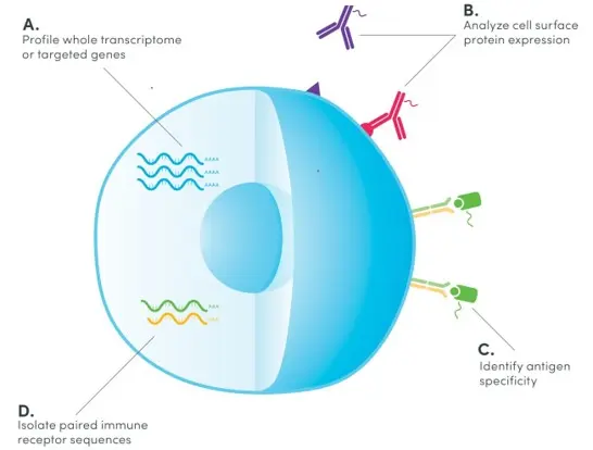 Image source: 10x Genomics